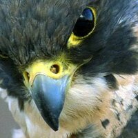 Phil (@laharls_wrath) 's Twitter Profile