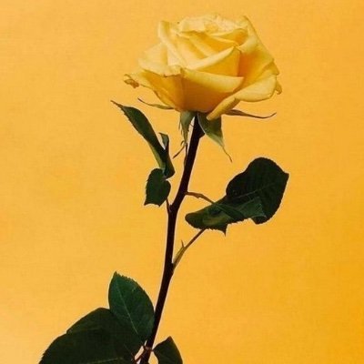 Blooms Twistedさんのプロフィール画像