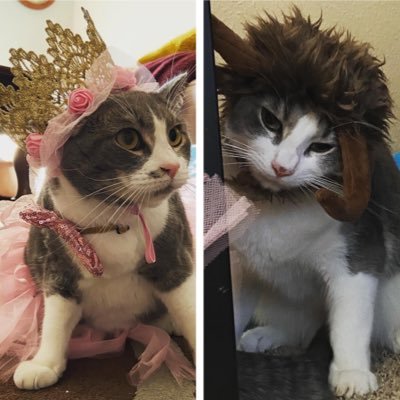 We’re named after our human’s favorite queens • 1 partwild + 1 part Chonk= 2 loved kitties • 👑♥️👑 • bday 4-16-20 | gotchya 7-20-20 • IG two_favorite_queens 📸