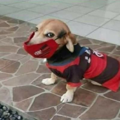 greznade's profile picture. é necessário sempre acreditar que um sonho é possível