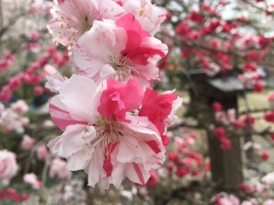 田舎の暇なオバサン