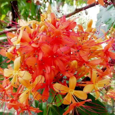 Shohag2712's profile picture. Abc