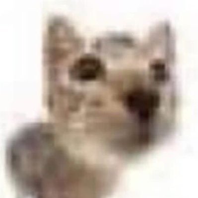 cal 🪰さんのプロフィール画像