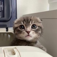 猫ちゃん 楽天市場】キャティーマン ねこちゃんの国産牛乳 1歳までの成長