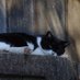 こだいねこ (@kodaicat) Twitter profile photo こだいねこ (@kodaicat) Twitter profile photo