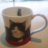 Kittykeychan's profile picture. 