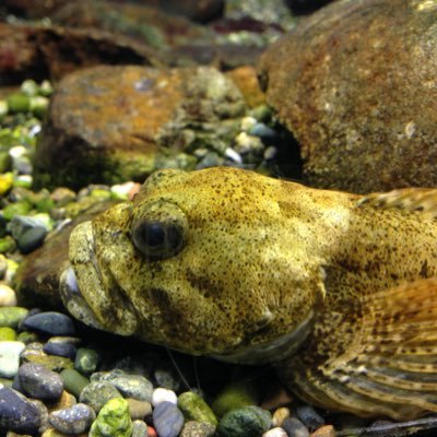 ta247724's profile picture. 趣味垢。