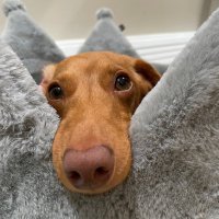 Wilbur the Wiener (@wilbur_wiener) 's Twitter Profile