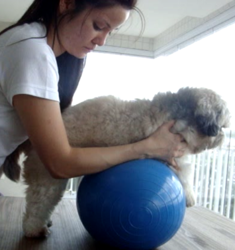 Médica Veterinária - Fisioterapia, Microfisioterapia e Acupuntura Veterinária.