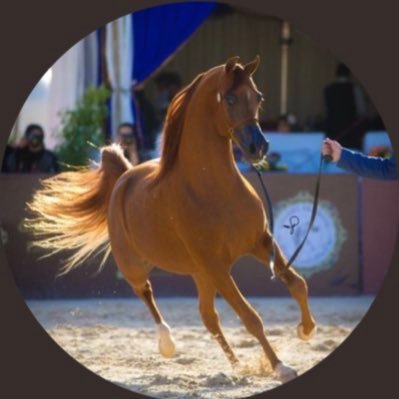 ibrahimDo99's profile picture. Counsel || Master of Laws || Certified Arbitrator