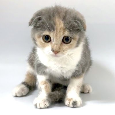 moamoa081655's profile picture. 