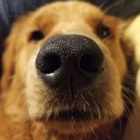 Tater's Tails & Waffles Wags(@TatersTails) 's Twitter Profile Photo