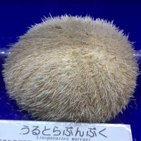 うるとらぶんぶく (@pui_won_yubi) 's Twitter Profile