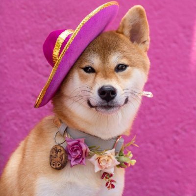 shibaqueen3 Profile Picture