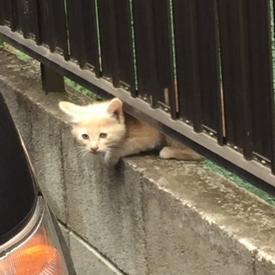 猫と食事が大好きです。 電子書籍等を書いてクリエーター活動をしております。お暇潰しにでも読んでみて下さい。感想はお気軽に。 あと、絵師の方で挿絵や表紙のイラストを描いていただける奇特な方を募集しております。