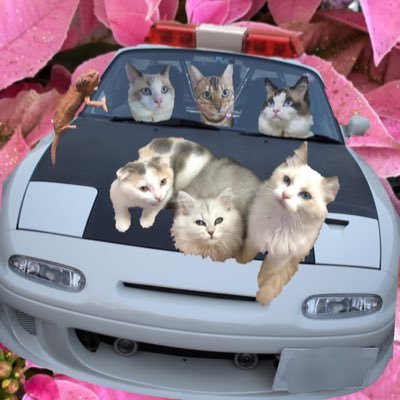 No cat no life12ニャンと愉快な生き物達 🐈🚘🦎🌸🐠🎣🏕🍳🍜 複数難病と闘うも明るく生きる総合垢。リプ遅め優しい繋がり1番💕フォロリプリツお気軽に #猫 #自然 #ロド#ものづくりクリエイター https://t.co/T1DepbwxlN