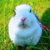 Rabbit先生 (@tuzixia55680951) Twitter profile photo
