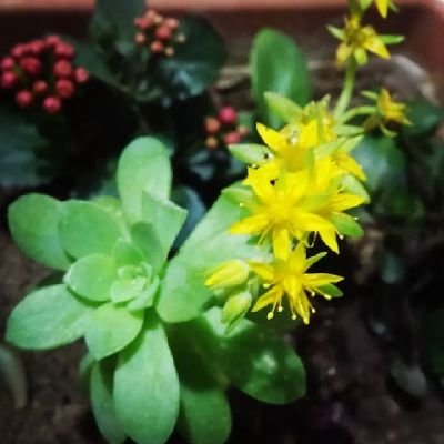 Sevilay004's profile picture. 