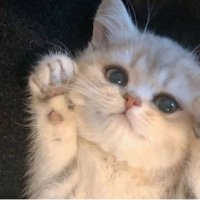 ✘key🐈 (@xwkey_) 's Twitter Profile