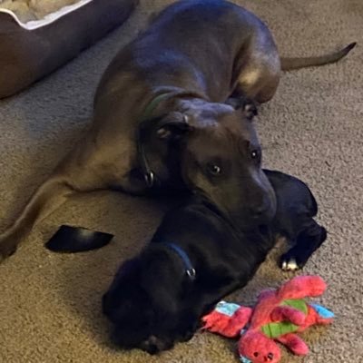 I am Holly the Labpei and I am 2. My hoomans rescued me in December 2019. Now we have this silly Boweimar pup named Zeus. Things are gonna get crazy!!