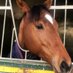 A Caballo Ganador (@ayurritairiarte) Twitter profile photo A Caballo Ganador (@ayurritairiarte) Twitter profile photo