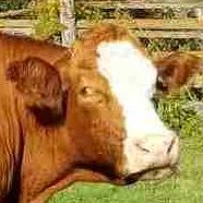 Katie Wood (@gotagresearch) 's Twitter Profile