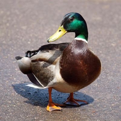 Daily tweeting pictures of ducks (and sometimes geese) - Submit pictures via DM!

~ DM us if you'd like your picture removed ~