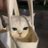 catChan___
