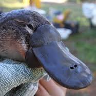 1TiredPlatypus Profile Picture