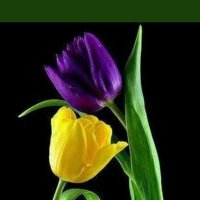 Ali assaad.a222 (@a222assaad) 's Twitter Profile