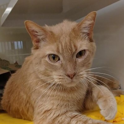 HenryGeorgeIII1's profile picture. By George, we can do better!