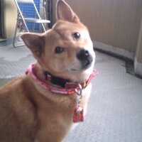 こんこ (@tobimasu_jiro_t) 's Twitter Profile
