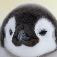 GO❄️🐧☘️ (@go_pokemooooon) 's Twitter Profile Photo