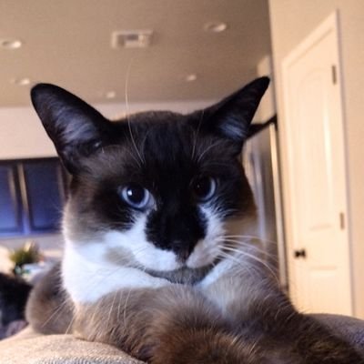 My name is Nila Bean 🐈I love sharing, traveling, and eating. I enjoy watching cat videos on X and reading by the fire  #cat
#snowshoe🐱#siamese
