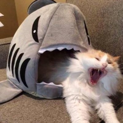 lll CAT-SHARK! lll (@Sea_Salt_Kitten. 