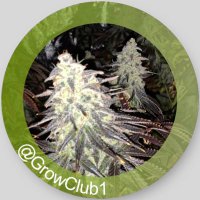 Grow Club(@GrowClub1) 's Twitter Profile Photo