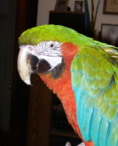 I'm a Harlequin macaw.  My human brother thinks it's silly that I'm on Twitter.  He rolled his eyes.