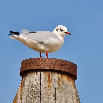 @Flo_Pogen
