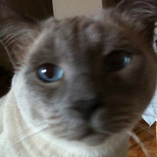 pupsmumi's profile picture. 