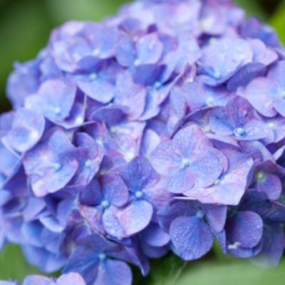 いかついさんのプロフィール画像