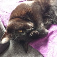 Lisette van Leeuwen (@leeuwen59959580) 's Twitter Profile