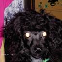 Cheryl Caban - @poodle13 - Twitter