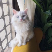سارة البركاتي الشريف (@uggdbbf0q84fkh3) 's Twitter Profile