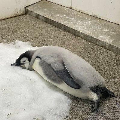 食べることと可愛いものが好きです。踏破済み都道府県43県。知らなかった全国の美味しいものを探求中。 関西人ですがちょっとだけ青森南部に住んだこともあり東北も推しです。無言フォローすみません。