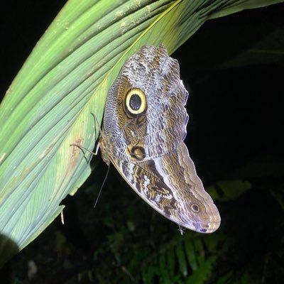 Herpetología 🐍🐢 Ecología y conservación 🪲