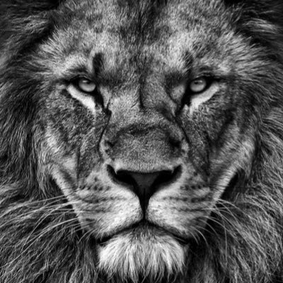 FrederikKGO's profile picture. 23-årig fodboldentusiast, fan af FCK