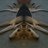 Kiga Koyata (@thoroughbred20) Twitter profile photo