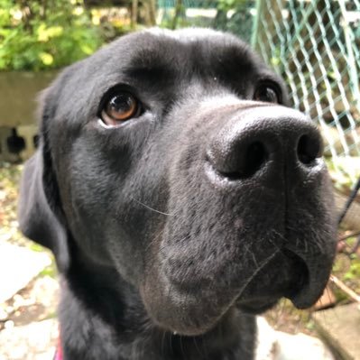 2018年11月15日生まれの男の子です🐕🦺ほかのラブと比べて明らかに短いマズルとタレ目がチャームポイントです⭐︎無言フォローお許しください