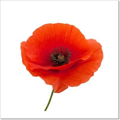 RGLaurens's profile picture. life sucks. sometimes you find things in it that make it a little better. mine is my Writing.