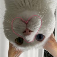 내 요정님 냥냥이 (@nyang67) 's Twitter Profile Photo 내 요정님 냥냥이 (@nyang67) 's Twitter Profile Photo